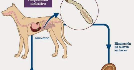 que es hospedador paratenico que es hospedador paratenico